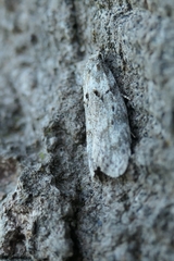 Izatha convulsella