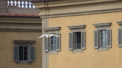 Egretta garzetta