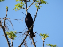 Molothrus bonariensis