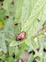 Calligrapha mexicana