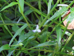 Murdannia keisak