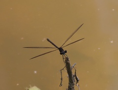 Lestes vigilax