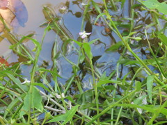Murdannia keisak