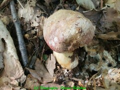 Butyriboletus fuscoroseus