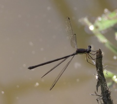 Lestes vigilax