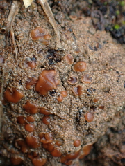 Protopannaria