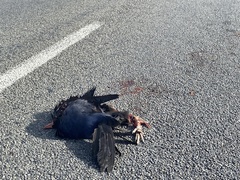 Porphyrio melanotus melanotus