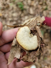 Cerioporus leptocephalus