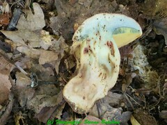 Butyriboletus fuscoroseus