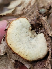 Cerioporus leptocephalus