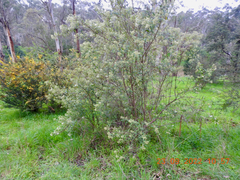 Olearia lirata