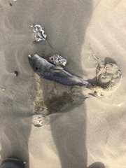 Sphoeroides annulatus