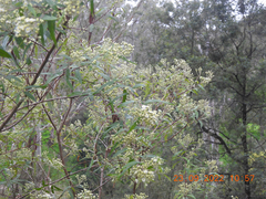 Olearia lirata