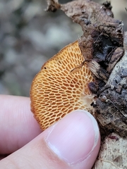 Cerioporus leptocephalus