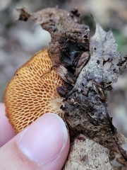 Cerioporus leptocephalus