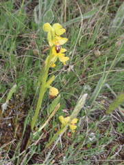 Ophrys lutea