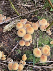 Hypholoma fasciculare