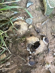Scleroderma polyrhizum