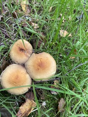 Hypholoma fasciculare