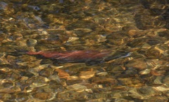 Oncorhynchus nerka