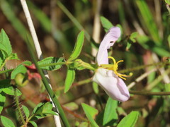 Rhexia mariana