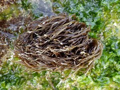 Chondracanthus acicularis