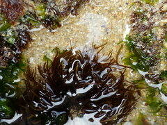 Chondracanthus acicularis