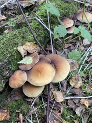 Hypholoma fasciculare