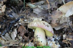 Butyriboletus fuscoroseus
