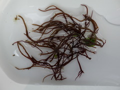 Chondracanthus acicularis