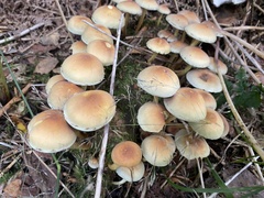 Hypholoma fasciculare