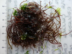 Chondracanthus acicularis