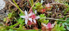 Sedum anglicum