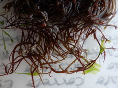 Chondracanthus acicularis