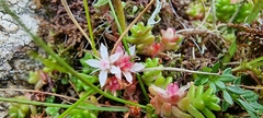 Sedum anglicum