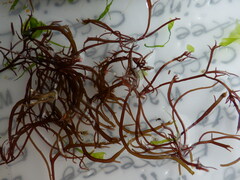 Chondracanthus acicularis