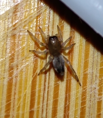 Clubionidae