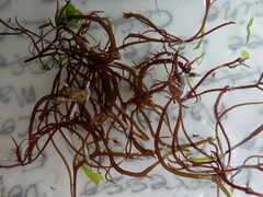 Chondracanthus acicularis