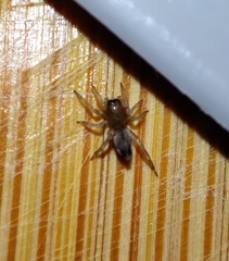 Clubionidae