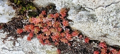 Sedum anglicum