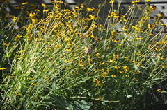 Spinus tristis