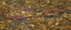 Oncorhynchus nerka