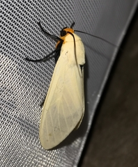 Phaegopterina