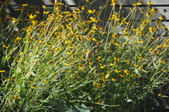 Spinus tristis