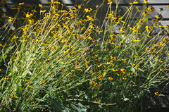 Spinus tristis