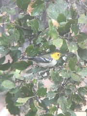 Setophaga occidentalis