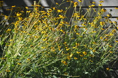 Spinus tristis
