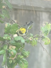 Setophaga occidentalis