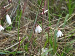 Acis autumnalis