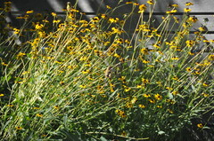 Spinus tristis